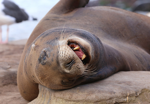 California Sea Lion - La Jolla, California