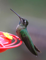 Blue-throated Hummingbird - Madera Canyon, Arizona