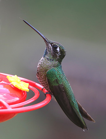 Blue-throated Hummingbird - Madera Canyon, Arizona