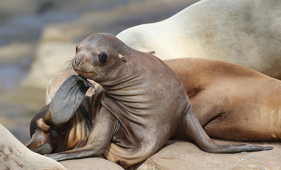 California Sea Lion - La Jolla, California