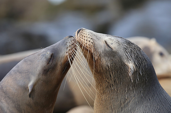 California Sea Lion - La Jolla, California