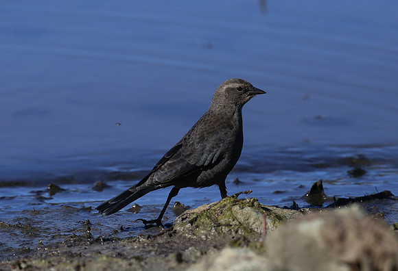 Brewer's Blackbird - Big Bear, California