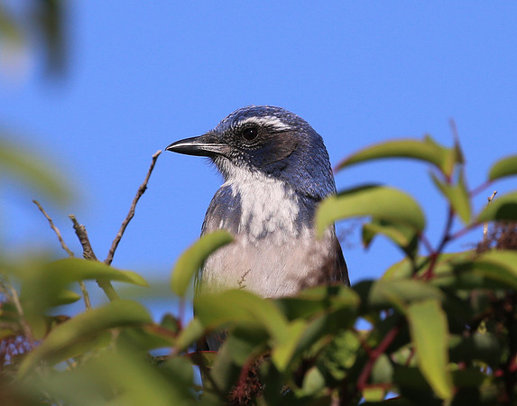 Western Scrub-Jay - Tijuana River National Estuary, California