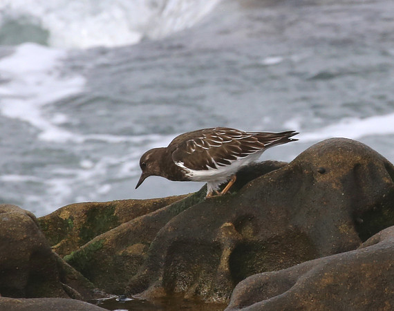 Black Turnstone - La Jolla, California