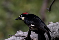Acorn Woodpecker - Madera Canyon, Arizona