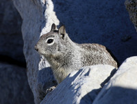 California Ground Squirrel - Big Bear, California