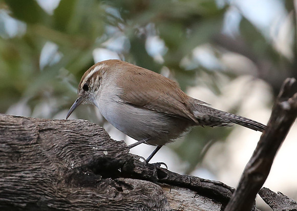 Bewick's Wren - Madera Canyon, Arizona