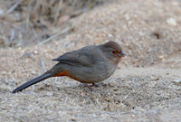 California Towhee - Torry Pines, California