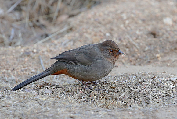California Towhee - Torry Pines, California