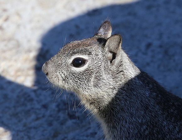 California Ground Squirrel - Big Bear, California