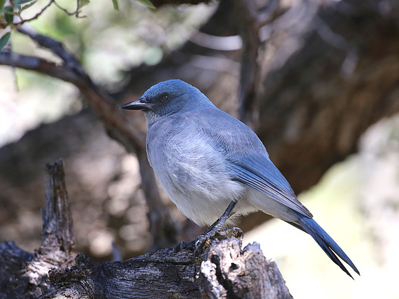 Mexican Jay - Madera Canyon, Arizona