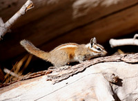 California Chipmunk - Big Bear, California