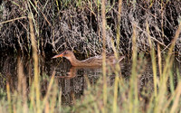 Ridgway's Rail - Tijuana River National Estuary, California