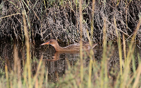 Ridgway's Rail - Tijuana River National Estuary, California