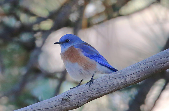 Western Bluebird - Big Bear, California