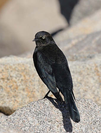 Brewer's Blackbird - Big Bear, California