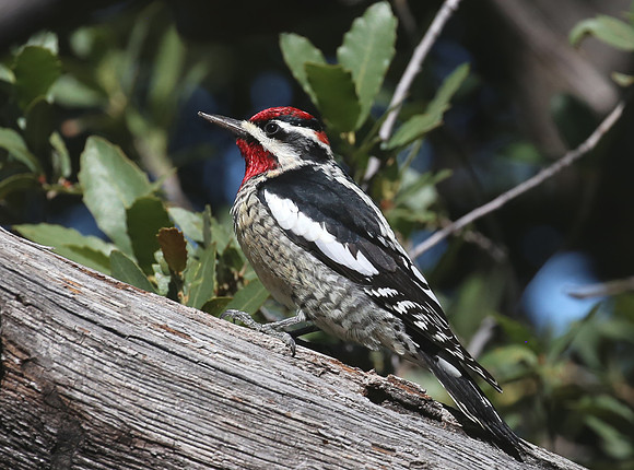 Red-naped Sapsucker - Madera Canyon, Arizona