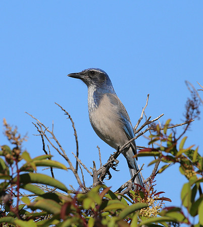 Western Scrub-Jay - Tijuana River National Estuary, California