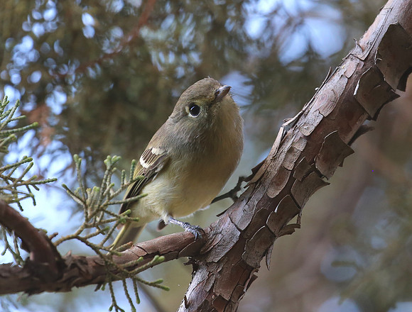 Hutton's Vireo - Madera Canyon, Arizona