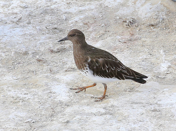Black Turnstone - La Jolla, California
