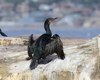 Brandt's Cormorant - La Jolla, California