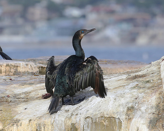 Brandt's Cormorant - La Jolla, California