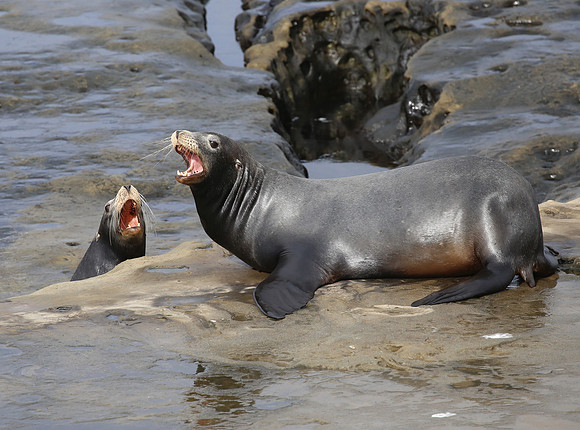 California Sea Lion - La Jolla, California