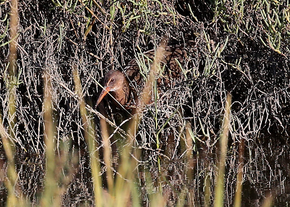 Ridgway's Rail - Tijuana River National Estuary, California