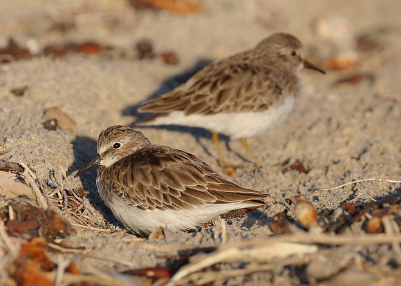 Least Sandpiper - Tijuana River National Estuary, California