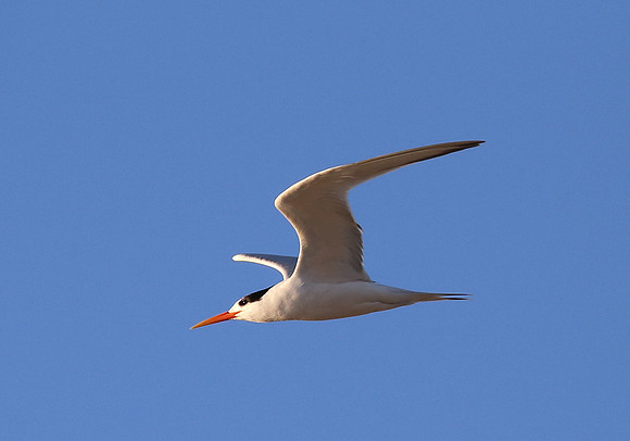 Elegant Tern - Tijuana River National Estuary, California