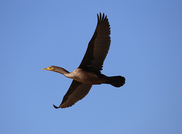 Double-crested Cormorant - Tijuana River National Estuary - San
