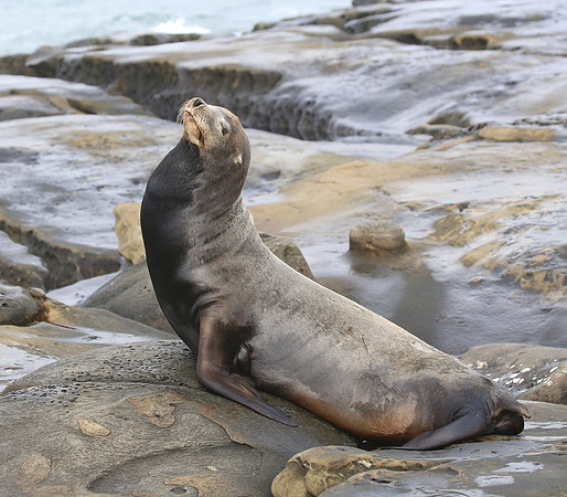 California Sea Lion - La Jolla, California