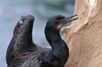 Brandt's Cormorant - La Jolla, California