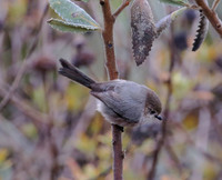 Bushtit - Torry Pines, California