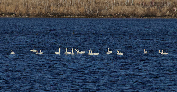 Tundra Swans - Whalon Lake Naperville, Illinois