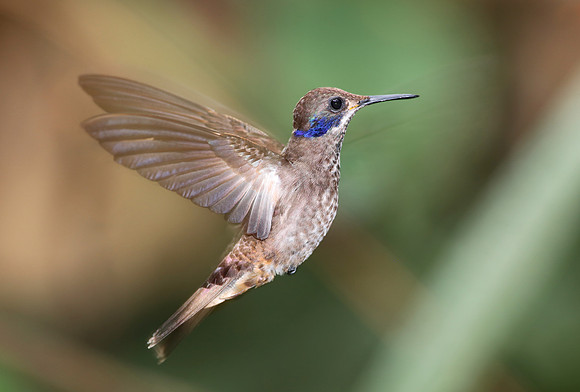 Brown Violetear - Mindo, Ecuador
