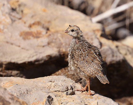 California Quail - Camarillo, CA