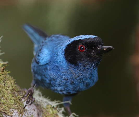 Masked Flowerpiercer - Mindo, Ecuador