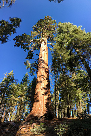 Giant Sequoia - Sequoia National Park, California