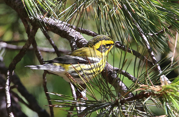 Townsend's Warbler - Sequoia National Park, California