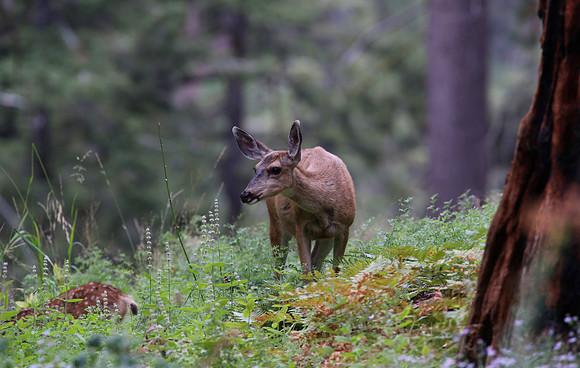Mule Deer - Sequoia National Park, California