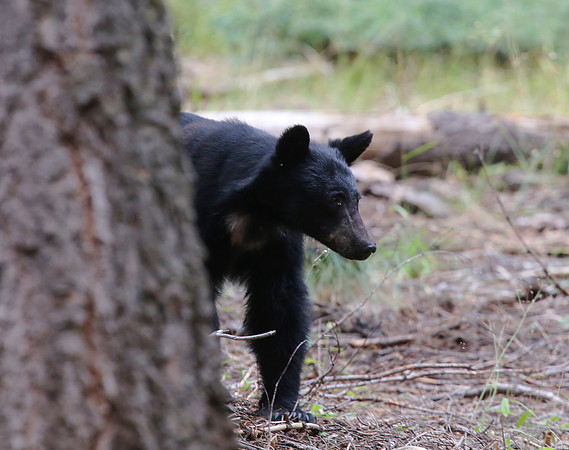 Black Bear - Sequoia National Park, California