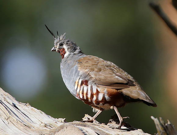 Mountain Quail - Sequoia National Park, California