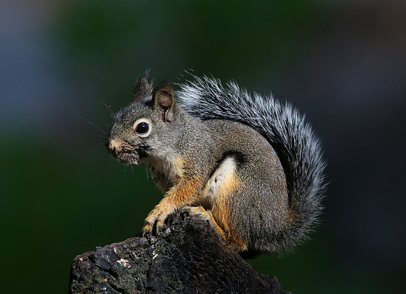 Douglas' Squirrel - Kings Canyon National Park, California