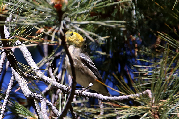 Hermit Warbler - Sequoia National Park, California