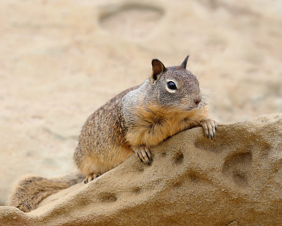 California Ground Squirrel - Carpinteria, California