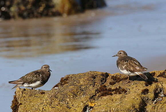Black Turnstone - Carpinteria, California