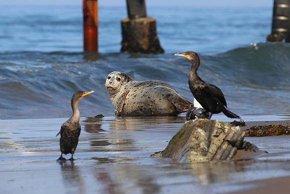 Harbor Seal - Carpinteria, California