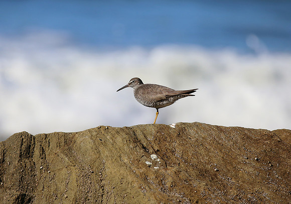 Wandering Tattler - Carpinteria, California