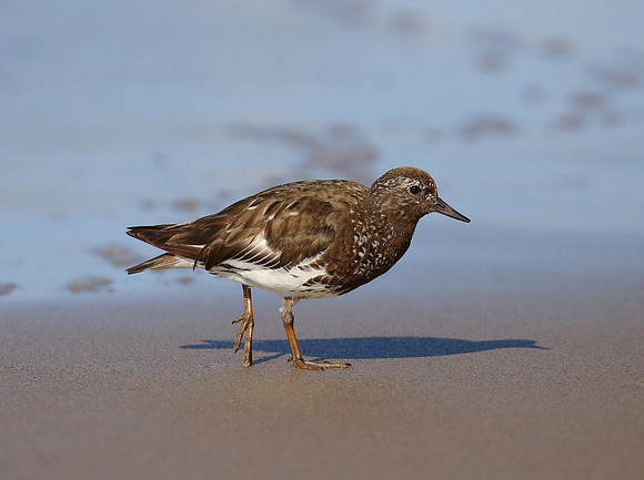 Black Turnstone - Carpinteria, California